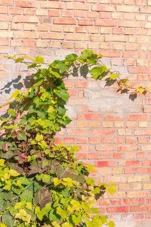 Branches of grapes growing near the old wall of red and yellow bricks partly crannied in autumn sunny day, backgroundの写真素材