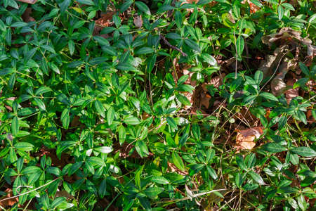 Leaves and stems of the wild growing vinca among the fallen leaves and withered grass on glade in...