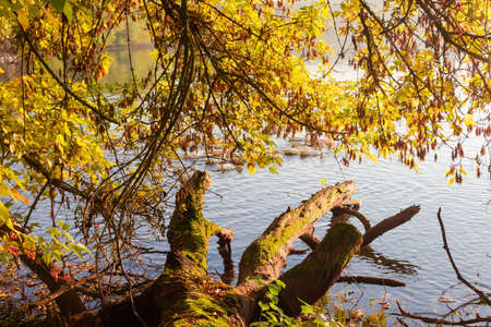 Shore of the pond with rotten snag and overhanging branches over water on a foreground in the autumn...