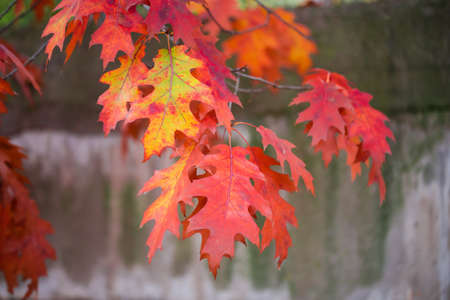 Branches of the northern oak with red autumn leaves hanging down on a blurred background, close-up in selective focus, backgroundの写真素材