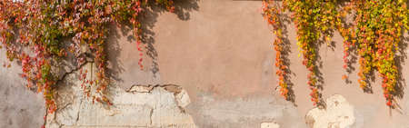 Old roughly plastered retaining wall with partly crumbling plaster, hanging stems of the maiden...