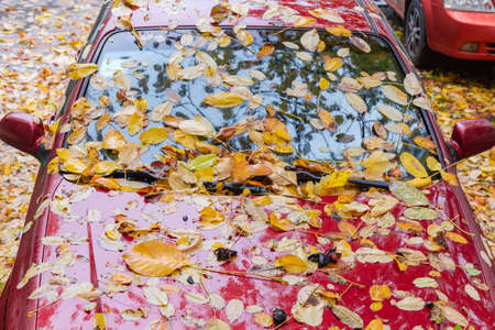Fragment of the red car, whose hood and windshield covered with wet fallen walnut leaves in autumn rainy weatherの写真素材