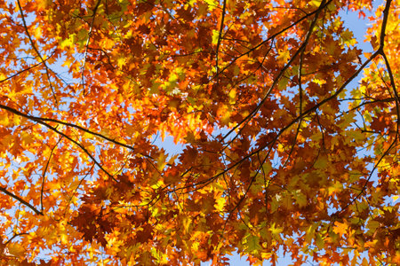 Branches of a northern red oak with autumn leaves against the clear sky, selective focus, background