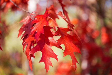 Red autumn leaves of the northern oak hanging down on a blurred background, close-up in selective...