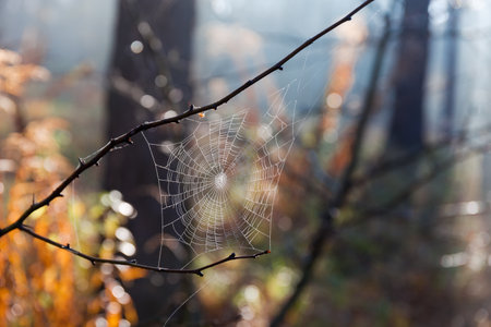 Spider web covered with small dew drops in the forest on branches of shrub in autumn morning, close-up at selective focusの写真素材