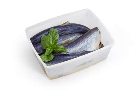 Several pickled mild salted atlantic herring without heads in brine  and fresh basil twig in plastic container on a white backgroundの写真素材