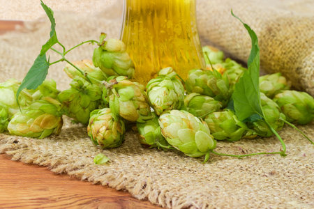 Heap of hop cones against the bottom part of lager beer glass on a sackcloth, fragment close-up in...