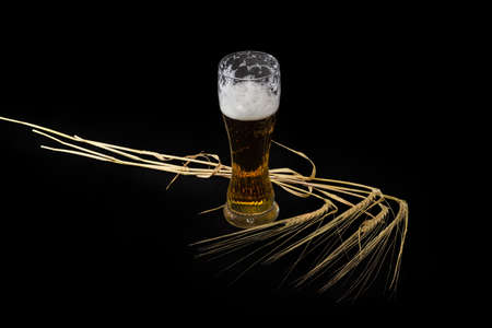 Partly filled beer glass of lager beer and several ripe barley stems with ears on a black backgroundの写真素材