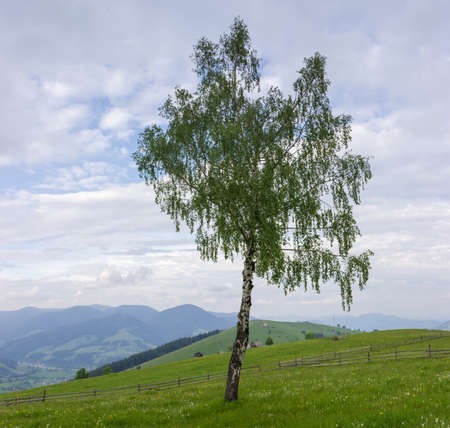 Single birch growing on mountain slope among the fenced hayfields on a background of distant ranges and cloudy sky in the Carpathian Mountainsの写真素材