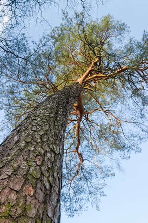 Old pine, bottom-up view along the trunk against sky, close-up in selective focusの写真素材