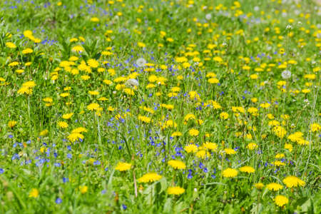 Section of meadow covered with flowering dandelions, germander speedwell and other grass, selective focus with blurred foreground and backgroundの写真素材