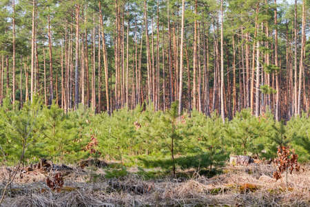 Plantation of young pines on the old cutting site in the forest against of background of the old...