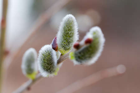 Flowering furry willow catkins on branch on a blurred background in early spring, close-up in...