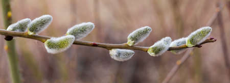 Willow branch with furry catkins close-up on a blurred background in early spring, panoramic view