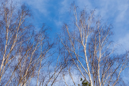 Tops of the birches against a sky with light cloudiness in early spring, bottom up view, backgroundの写真素材