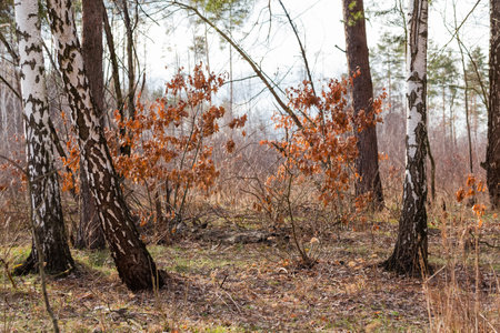 Section of rare mixed coniferous and deciduous forest with trunks of birches on a foreground in...