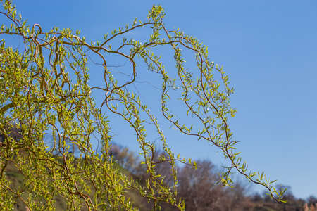 Branches of curly willow with twisted shoots, young leaves and catkins against a clear sky