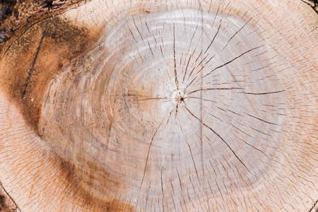 Texture of the partly wet transverse cut of the elm tree trunk with growth rings, cracks and traces of the work of chainsawの写真素材