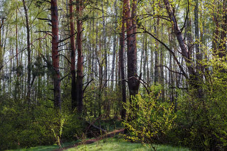 Section of mixed coniferous and deciduous forest with trunks of pines on a foreground in sunny spring morningの写真素材