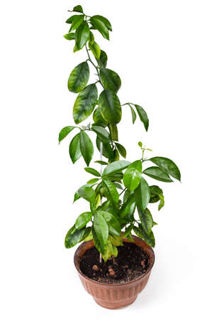 Decorative citrus tree growing in a flower pot as indoor plant on a white backgroundの写真素材