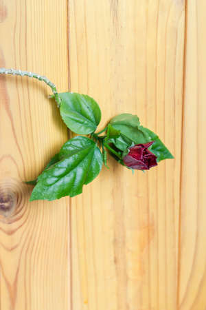 Branch of indoor tea-rose with leaves and partly budding flower on a blurred background of wooden surface, close-up in selective focusの写真素材