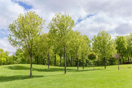 Deciduous trees rarely growing among the big hilly glade in spring park against the other trees and cloudy sky on a backgroundの写真素材