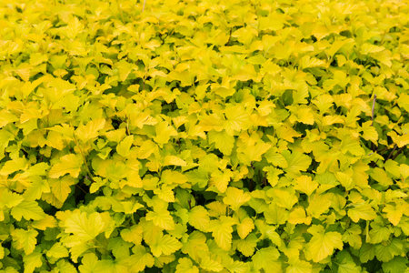 Ornamental shrub in hedge with yellow-green spring leaves, fragment close-up in selective focus