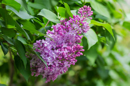 Inflorescence of the flowering purple lilac among leaves, close-up in selective focus