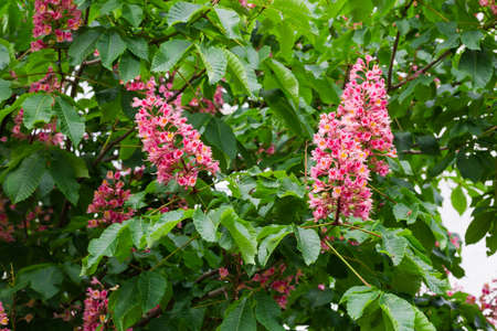 Inflorescences of red horse-chestnut against the background of the leaves close-upの写真素材