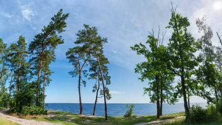 Tall trees growing on the steep shore of the big reservoir against sky with light cloudiness in summer dayの写真素材