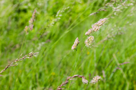 Ears of the wild growing high grass on a blurred background of the rest vegetation on glade in...