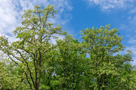 Tops of old blooming black locust trees with clusters of white flowers in park on a background of...