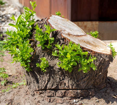 High stump of old willow with young shoots on the sides, close-up in selective focus