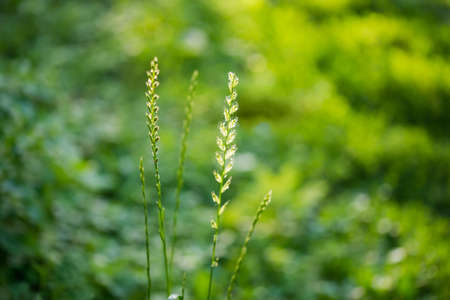 Ears of the wild growing high grass on a green blurred background of the rest vegetation in back...