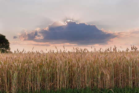 Edge of field with ripening wheat against the sky with sunbeams from behind a cloud in summer eveningの写真素材