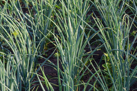 Fragment of the onion plantation with green stems covered with morning dew, close-up in selective...
