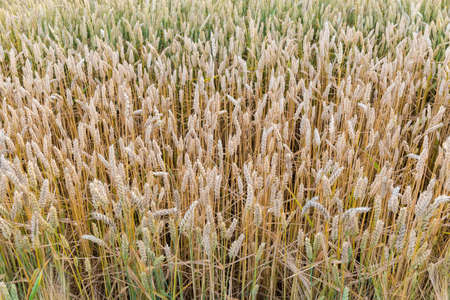 Section of field with ripening still partly green wheat in summer eveningの写真素材