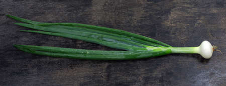 Single washed and peeled stalk of green onion with small young bulb on a dark surfaceの写真素材