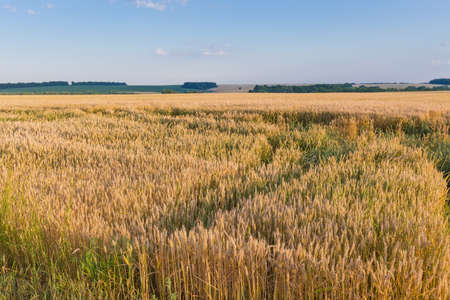 Section of field with ripening wheat on a background of the evening clear skyの写真素材