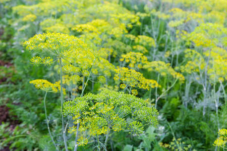 Flowering dill with umbel inflorescences with tiny yellow flowers covered with morning dew on a field, selective focusの写真素材