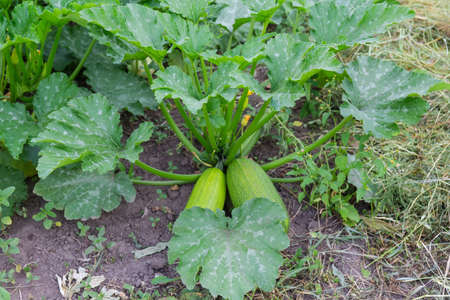 Bush of the zucchini with spotty leaves and green fruits against other plants on a plantation