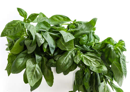 Bunch of the freshly picked out green basil on a white background, close-upの写真素材