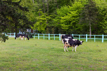 Black spotted cows grazing on pasture enclosed by a wooden blue fence among the forestの写真素材