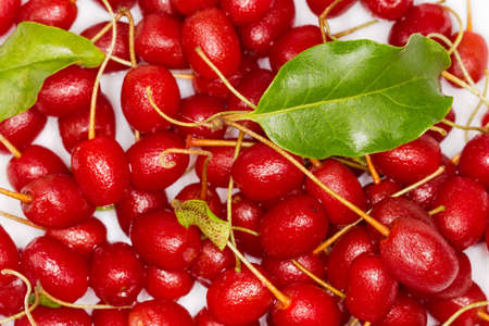 Freshly harvested washed berries of cherry elaeagnus also known as cherry silverberry or gumi with...