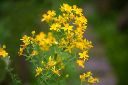 Top of stem of the flowering St John's wort with yellow flowers, close-up in selective focus on a...