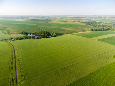 Field of green unripe wheat on the slope of the valley with pond, aerial view,