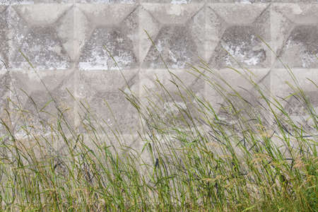 Tall wild growing grass with ears on a background of the concrete fence in summer dayの写真素材