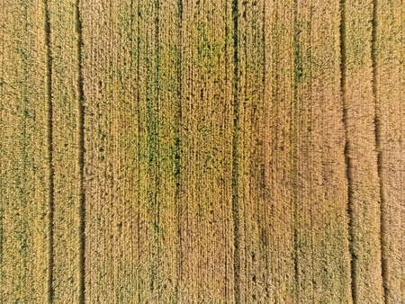 Site of the field with ripening still slightly green wheat, vertical aerial viewの写真素材
