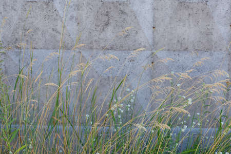 Wild growing grass with dry ears and grass with small white flowers on a background of the concrete fenceの写真素材