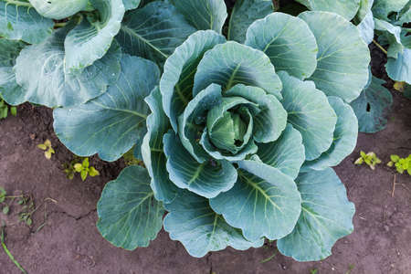 Young plant of white cabbage during starting of forming cabbage head from its leaves covered with...